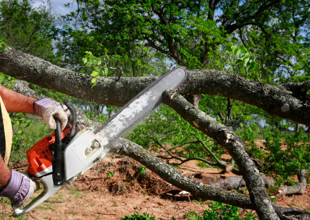 How Our Tree Care Process Works  in  American Falls, ID